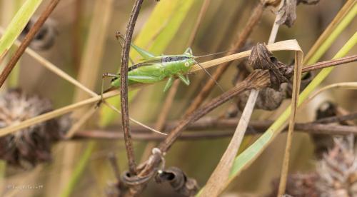 Conocephalus fuscus